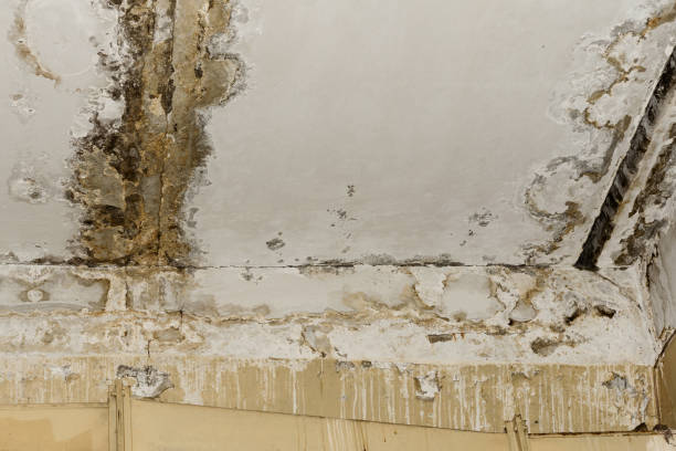 Best Environmental Consulting for Mold Prevention  in Mary Esther, FL